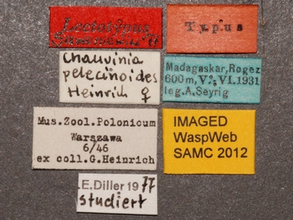 Chauvinia pelecinoides labels