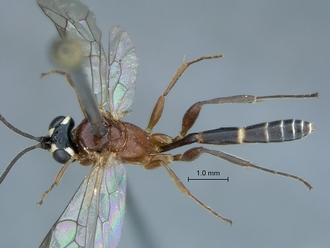 Chauvinia pelecinoides male habitus dorsal