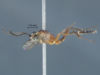 Chauvinia pelecinoides male habitus profile