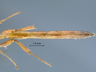 Chauvinia pelecinoides metasoma ventral