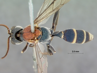 Compsophorus_thoracicus_HOLOTYPE