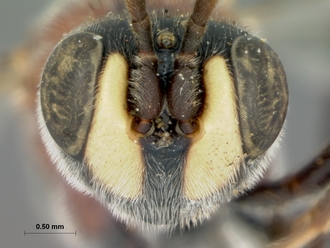Compsophorus_thoracicus_HOLOTYPE