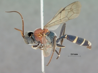 Compsophorus_thoracicus_HOLOTYPE