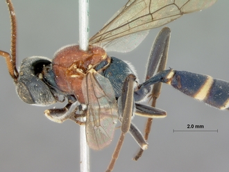 Compsophorus_thoracicus_HOLOTYPE