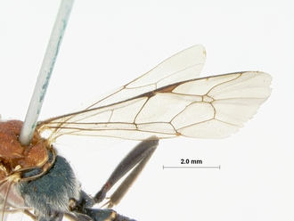 Compsophorus_thoracicus_HOLOTYPE