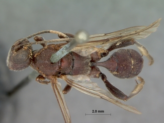 Compsophorus_pilosus_HOLOTYPE