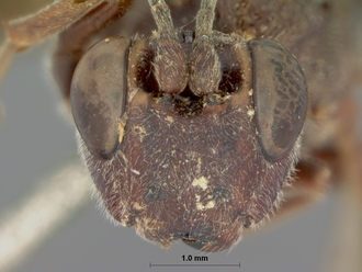 Compsophorus_pilosus_HOLOTYPE