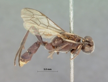 Compsophorus_pilosus_HOLOTYPE
