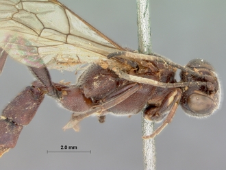 Compsophorus_pilosus_HOLOTYPE