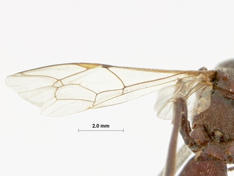 Compsophorus_pilosus_HOLOTYPE