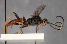 Conopyge_tibialis_PARATYPE