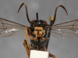 Conopyge_tibialis_PARATYPE