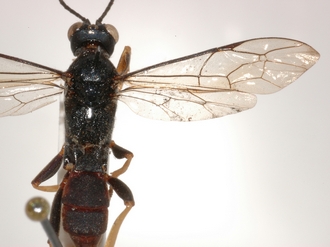 Conopyge_tibialis_PARATYPE