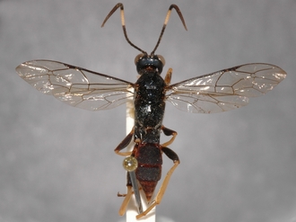 Conopyge_tibialis_PARATYPE