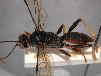 Conopyge_tibialis_PARATYPE