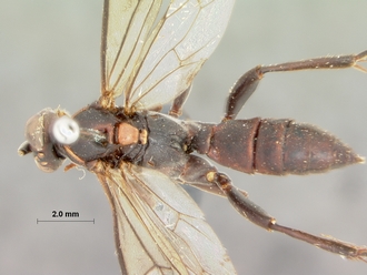 Corymbichneumon_convexius_HOLOTYPE