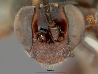 Corymbichneumon_convexius_HOLOTYPE