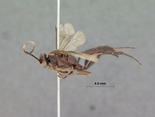 Corymbichneumon_convexius_HOLOTYPE