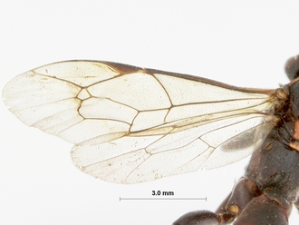 Corymbichneumon_convexius_HOLOTYPE