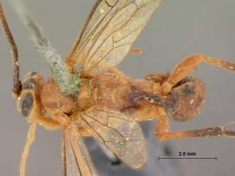 Crytea_varicornis_HOLOTYPE