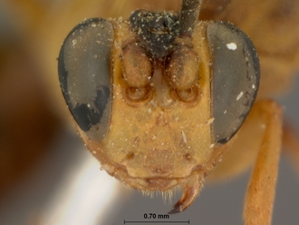 Crytea_varicornis_HOLOTYPE