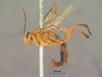 Crytea_varicornis_HOLOTYPE