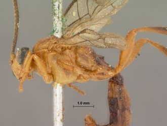 Crytea_varicornis_HOLOTYPE
