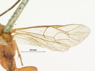 Crytea_varicornis_HOLOTYPE