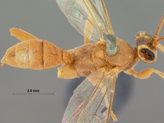 Crytea_varicornis_HOLOTYPE