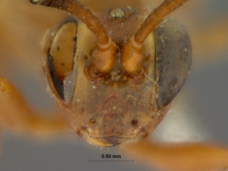 Crytea_varicornis_HOLOTYPE
