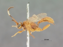 Crytea_varicornis_HOLOTYPE