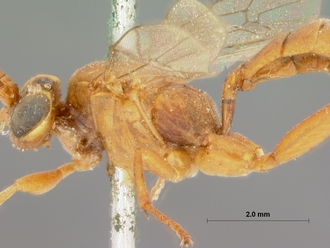 Crytea_varicornis_HOLOTYPE