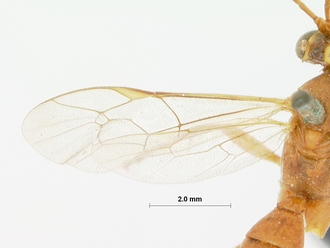 Crytea_varicornis_HOLOTYPE