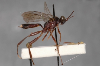 Crytea_plagiceps_HOLOTYPE