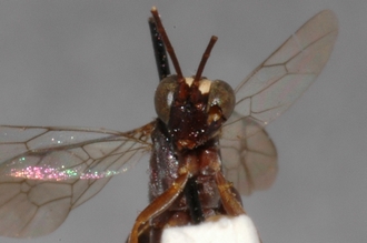 Hoplismenus_plagiceps