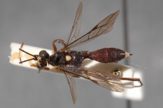 Hoplismenus_plagiceps 