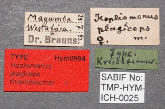Hoplismenus_plagiceps_labels