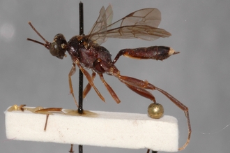Hoplismenus_plagiceps