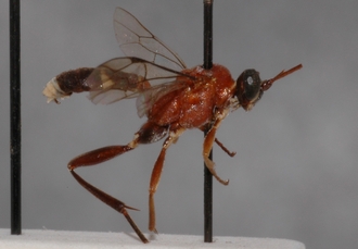 Crytea_tricolor_HOLOTYPE