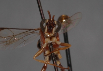 Hoplismenus_tricolor 