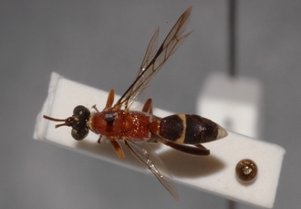Hoplismenus_tricolor 
