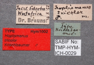 Hoplismenus_tricolor_labels 