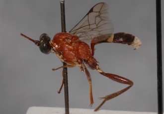 Hoplismenus_tricolor