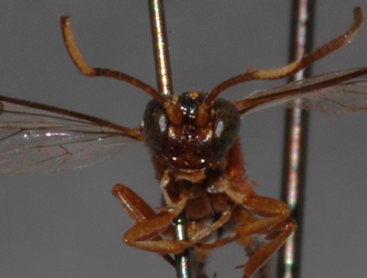 Ichneumon_leucotrochus 