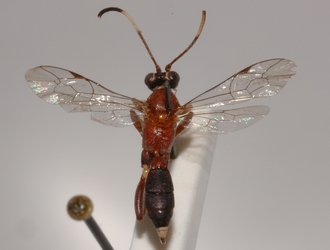 Ichneumon_leucotrochus 