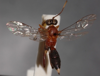 Ichneumon_leucotrochus 