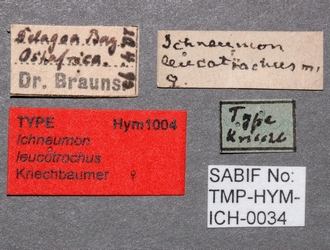 Ichneumon_leucotrochus_labels 