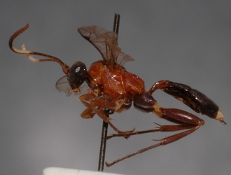 Ichneumon_leucotrochus