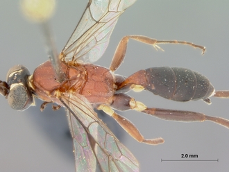 Crytea_ceta_HOLOTYPE
