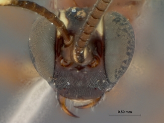 Crytea_ceta_HOLOTYPE